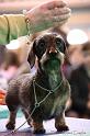 Crufts2011_2 1489